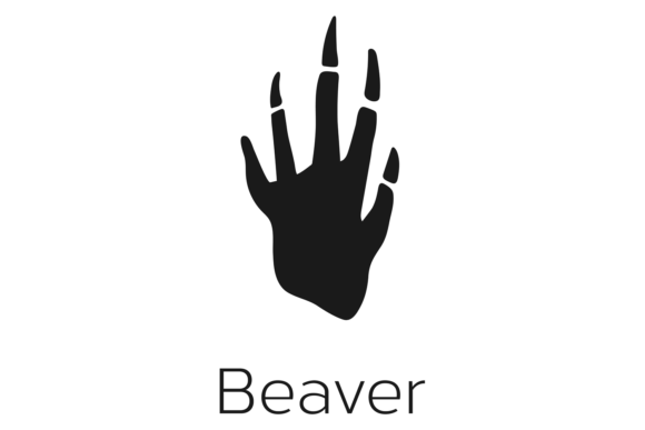 Exploring Forest Wild Animal Footprint: The Black Beaver Mark