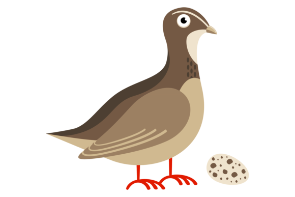 Quail Bird with Egg: A Wild Poultry Cartoon for Creative Projects