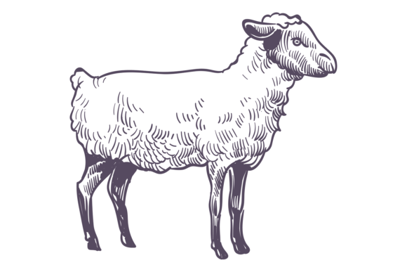 The Enduring Appeal of Hand Drawn Sheep in Modern Design